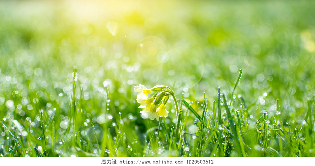 绿色清新春天春季树叶草地阳光春天展板背景春天-草树